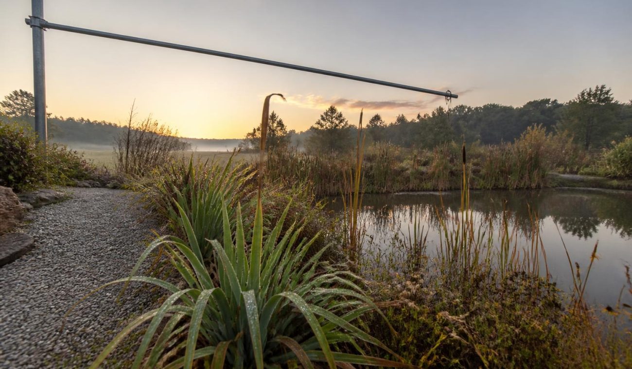 Caring for a Balanced Garden Pond: Plants, Maintenance, and Practical Tips