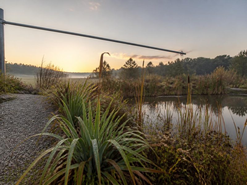 Caring for a Balanced Garden Pond: Plants, Maintenance, and Practical Tips